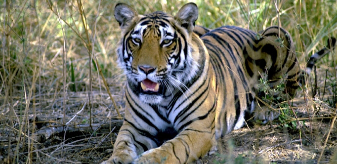 VIDA SALVAJE EN PARQUE NACIONAL RANTHAMBORE